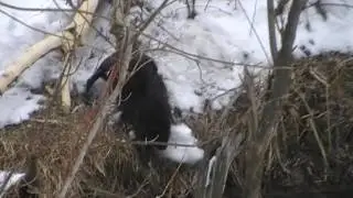 Бобер