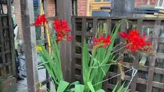 Growing rhubarb  homesteading ￼￼