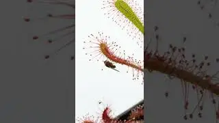 Lucky fly escapes the deadly sundew #shorts
