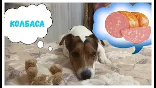 Что снится собаке
