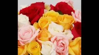 El florecer de las rosas
