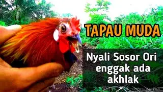 Tapau ayam hutan muda Punya Nyali bikin pikat lemes