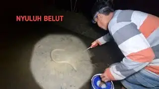 wow‼️baru turun langsung disambut gerombolan belut, ngobor belut pakai jepitan.