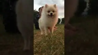 Life Recently With My Pomeranian|Luca from 2-5months (dec2022-march2023)