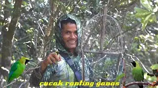 🔴MIKAT CUCAK RANTING GANAS DI BUKIT BARISAN ACEH BESAR
