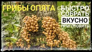 ГРИБЫ ОПЯТА.СОБИРАЕМ И ВКУСНО ГОТОВИМ! МАРИНУЕМ И ЖАРИМ В СМЕТАНЕ.