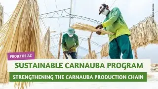 Sustainable Carnauba Program: Strengthening the Carnauba Production Chain