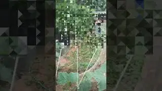 Pepino parreira de barbante concluída