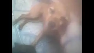 Meus cachorros(a)