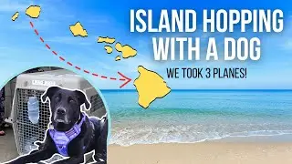 Island hopping with our dog (Hawaii Travel Nurse Family)