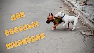 Игры двух мини бультерьеров. Данчик и Тайсон.