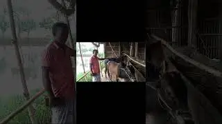 কাজী আলম ভাইয়ের খামারের গরু