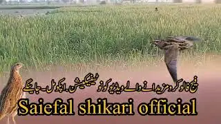 ماشااللہ شکار چیک کرے