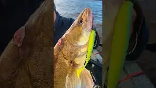 👆ВИДЕО С РЫБАЛКИ УЖЕ НА КАНАЛЕ!