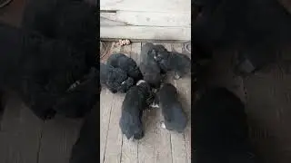 Помет Б