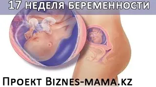 17 неделя беременности