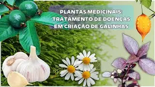 PLANTAS MEDICINAIS:  na prevenção e tratamento de doenças em criação de galinhas