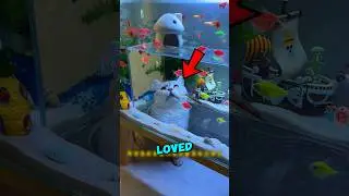 This Cat Wanted To Become a FISH 