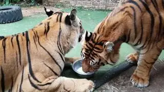 Do tigers share ?