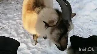 Сладкая парочка с одной деревни🧐как же хорошо они снюхались🤭запекаю картошку в молоке, стираю,уборка