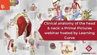 Clinical anatomy of the head & neck: From paper to practice