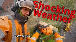 Bad Weather Big Beech Removal