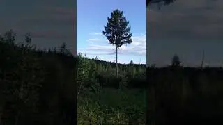 сборка смородина  в Забайкальском крае