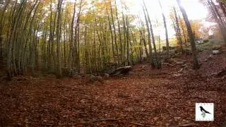 (foto)intrappolati nel Parco ! (Lupo)
