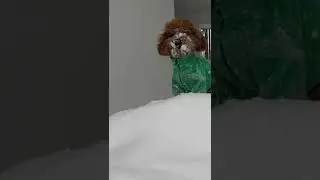 Собака и снег, в апреле 👀🤷🏼‍♀️❄️