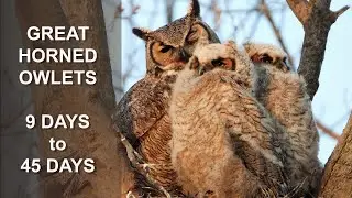 Great Horned Owls | From Nesting To Fledging