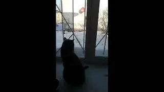 Кот Тишка, сборник видео.