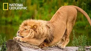 African Lions - Lion Pride Documentary | National Geographic Documentary 2023