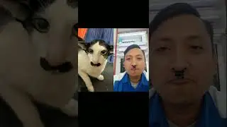 kucing kocak