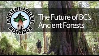 The Future of BCs Ancient Forests