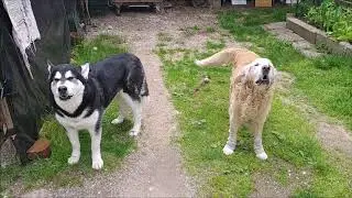 Ambulance siren triggers howling and barking by Alaskan Malamute and Golden Retriever