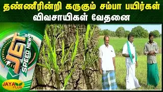 தண்ணீரின்றி கருகும் சம்பா பயிர்கள் - விவசாயிகள் வேதனை | 21.09.2023 | Jet News | Jaya Plus