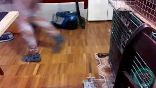 Шиншилла играет в догонялки