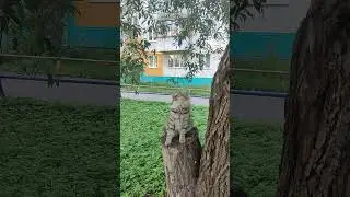 #shortvideo #shorts #short Коте разговаривает с птичками !