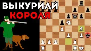 Белые выкурили вражеского короля из берлоги и заматовали. Шахматы