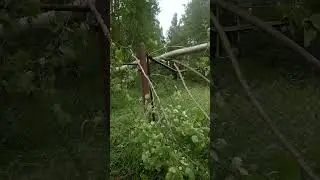 Дуло, дуло и надуло.. на гараж упало дерево