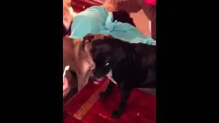 How to brush your dog's teeth
