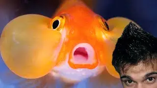 RYBCIA ;_; - THE FISH HORDE