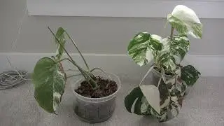 2.5 year Growth Update! (Monstera Albo, Thai Constellation, Strawberry Shake)