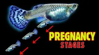 Guppy Fish Pregnancy Stages and Live Birth caught on Camera
