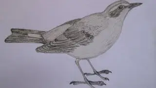 Northern wheatear drawing. Каменка рисунок