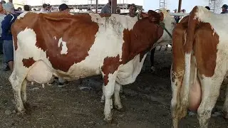 ДУШАНБЕ НАРХИ БУКАИ МАЙДА КАЛОН ВА СЕМЕНТАЛО ГОВИ ШИРДОР ШИРТЕ 24 июня 2021