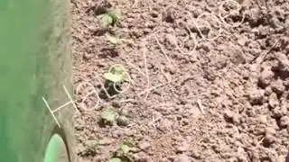 Bir Annenin yuvasını savunma anları..