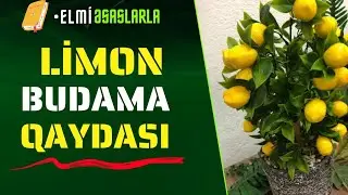 🍋 Limon budama qaydası#budama #pruning #bitkicilikalemi #bahçe #garden #bağçılıq #limon #citrus