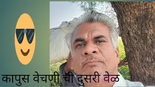 कपाशी ची दुसरी वेचणी