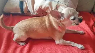 Косточка и злая чихуахуа